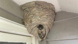 Crazy Hornet Nest , Attacked by Yellow Jackets crazy wasp swarm, infested with yellow jackets