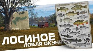 РУССКАЯ РЫБАЛКА 4 - Лосиное Ловля окуня (Bass fishing) / Стрим