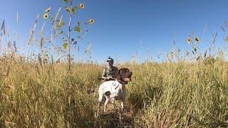 Nebraska Dove hunting 2024