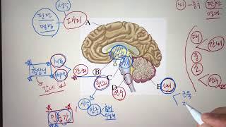 [솬쌤 암기법] [중3] [4단원] 대뇌의 구조와 기능!! 기적의 암기법 대 공개!! ^^