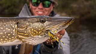 Topwater SPIDER Pike!