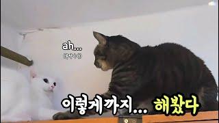 굴러온 돌 vs 박힌 돌의 자리 싸움(고양이 버전)