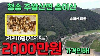 2000만원 인하! 임야매매 ~송이 따러 가세요 ! 청송 주왕산면 송이산 임야매매 대형강변과 어우러진 송이마을 21240평 송이산 세상사는 부동산