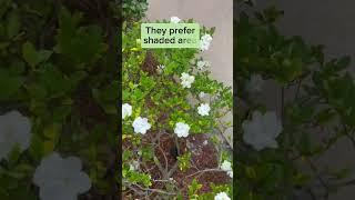 Best place to place Gardenia plant #gardentips