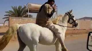 BAREBACK CANTER ON AN ARABIAN HORSE AND HOW TO Make IT EASIER FOR BEGINNERS