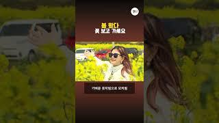 봄왔다...꽃 보고 가세요