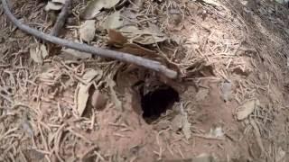 Tarantula in Sedona - Fay Canyon Trail