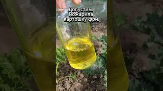 Белокрылка атакует! Срочные меры по спасению урожая