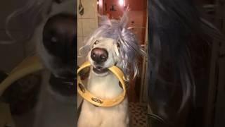 Funniest Cats And Dogs Videos  - Best Funny Animal Videos 2023   #dog #shorts #viral  @mixanimal7L