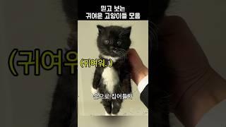 믿고 보는 귀여운 고양이들 모음