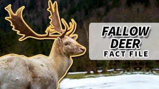 Fallow Deer facts: the SPOTTED DEER  | Animal Fact Files