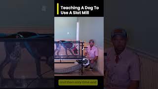 Teaching Your Dog To Use A Slat Mill