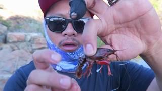 Bass LOVE Crawfish?! (We Test it)