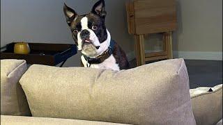 Insomnia Livestream With Calvin The Boston Terrierist!