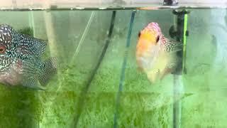 Ranchu Goldfish and Flowerhorn Fry Growth 1 Week!