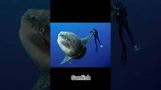 Sea creature as compared to human #sea #seaanimals