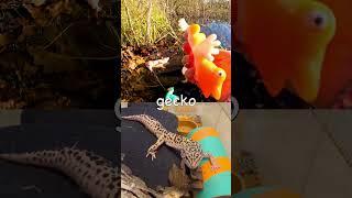 Learn Animal Names for Babies Toddlers Kids at the Pond: Duck Alpaca Pig Gecko Snake