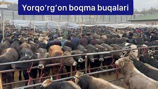 Yorqo’rg’on optom chorva bozori Boqma buqalari.