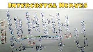 Intercostal Nerves | Part 1 | Chart | The Charsi of Medical Literature