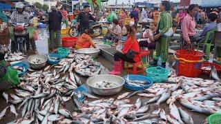 Early Morning Fish Market Scene - Daily Activities & Lifestyle of Khmer People In Fish Market