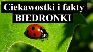 BIEDRONKI - CIEKAWOSTKI i FAKTY