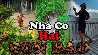 Nhà Có Hai Con Báo #videogiaitri #vochongson #nguyenhuyvlog