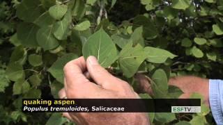 Tress with Don Leopold- quaking aspen