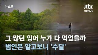 그 많던 잉어 누가 다 먹었을까…범인은 알고보니 '수달' / JTBC 뉴스룸