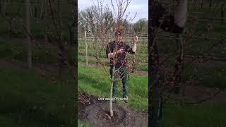 #gardening #organicfarming #organic #gartentipps #selbstversorger