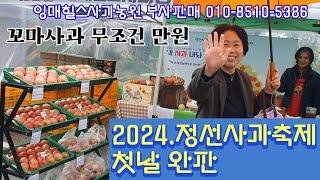 인기 폭발 꼬마사과 무조건 만원 #잉매힐스사과농원 #정선사과축제 #부사판매