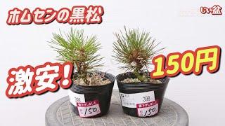 Buying a Black Pine at a Discount at a Home Center! / For Beginners / How to Make a Bonsai