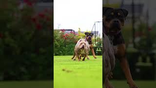 Rottweiler And American bully Training  #shorts #ambully #rott #rottweiler