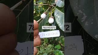 Hoseki Safed Bhilawa biba White Bhilawa Seed7820953572