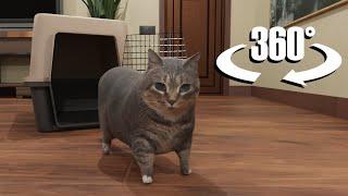 OIIAOIIA Cat in 360/VR