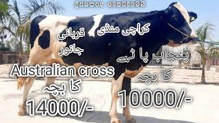 Australian cross | liaquatabad maweshi mandi | punjab ky pathy | sasti cow | cow child