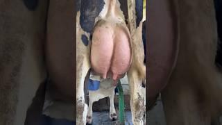 Incredible Udder of a Dairy Cow | A Farmer’s Pride