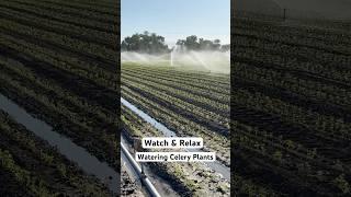Watch These Celery Plants Get a Refreshing Shower! #waterfountain #irrigation #celery