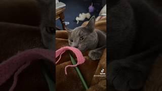 THIS is Why You SHOULD NEVER Crochet With CATS‼️