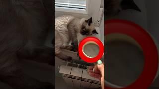 Ай 🫣 #funny #cassiopeia #catcute #cute #cutekitty #kitty #cat #kittycat #funnycat #dream