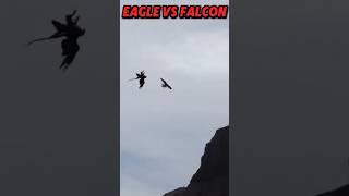 peregrine falcon Vs bald eagle #trending #animals #birds #peregrinefalcon #falcon #eagle #baldeagle