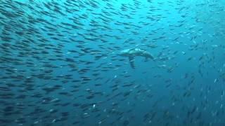 Thresher Shark Stun Prey With Tail-Slap | Video