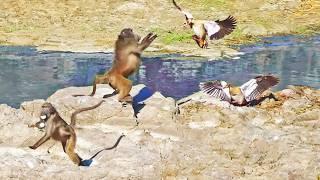 Birds Fight Baboons Making Scrambled Eggs from their Chicks