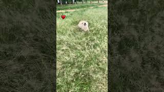 #timo #dog #goldenretriever #trending #reels #shorts