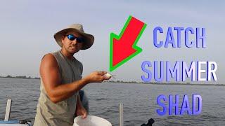 How to CATCH Summertime SHAD For BAIT