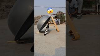 pigeon trap video #pigeon #kabutar #birds #trending #shortsfeed #shorts
