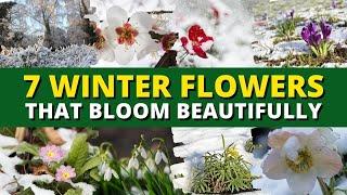 Top 7 Winter Flowers That Bloom Beautifully — Even in Cold Weather ️️