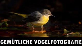 Gemütliche Vogelfotografie