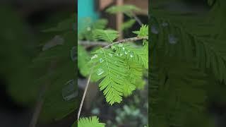 Water Drops Caught by the Fern #fern #ferntree