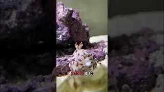 Another shrimp for Rosie the octopus