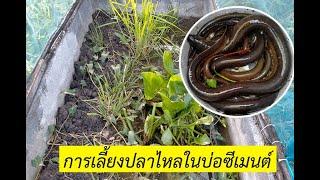 farming eels The process of preparing the eel farming area | Swamp eel